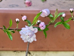 庭桜