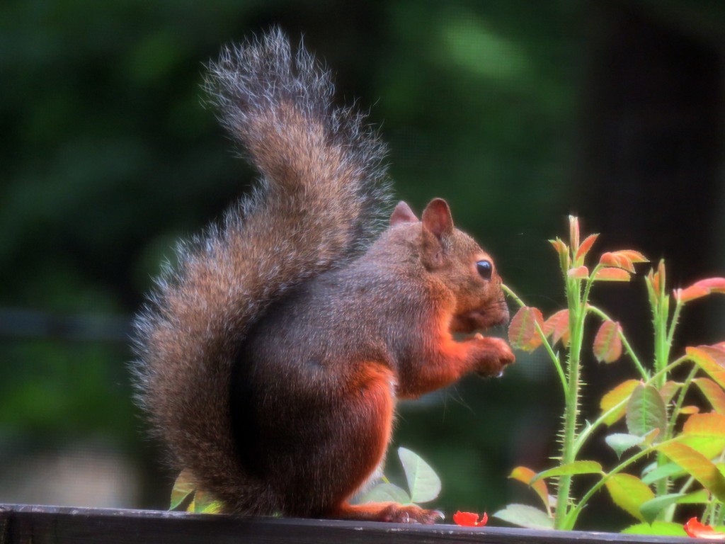 落花生を食べる