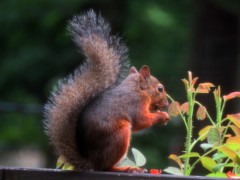 落花生を食べる