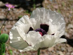 オリエンタルポピー白花