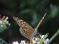 ミドリヒョウモン④
