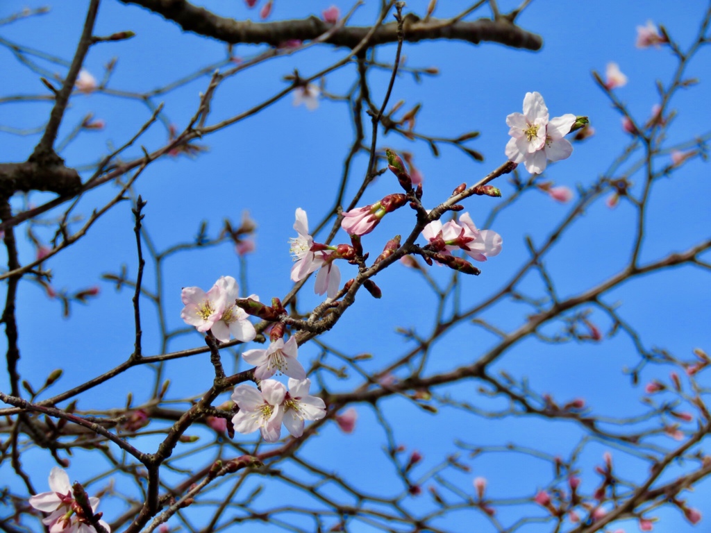 軽井沢の桜1