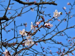 軽井沢の桜1
