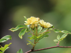 キモッコウの開花