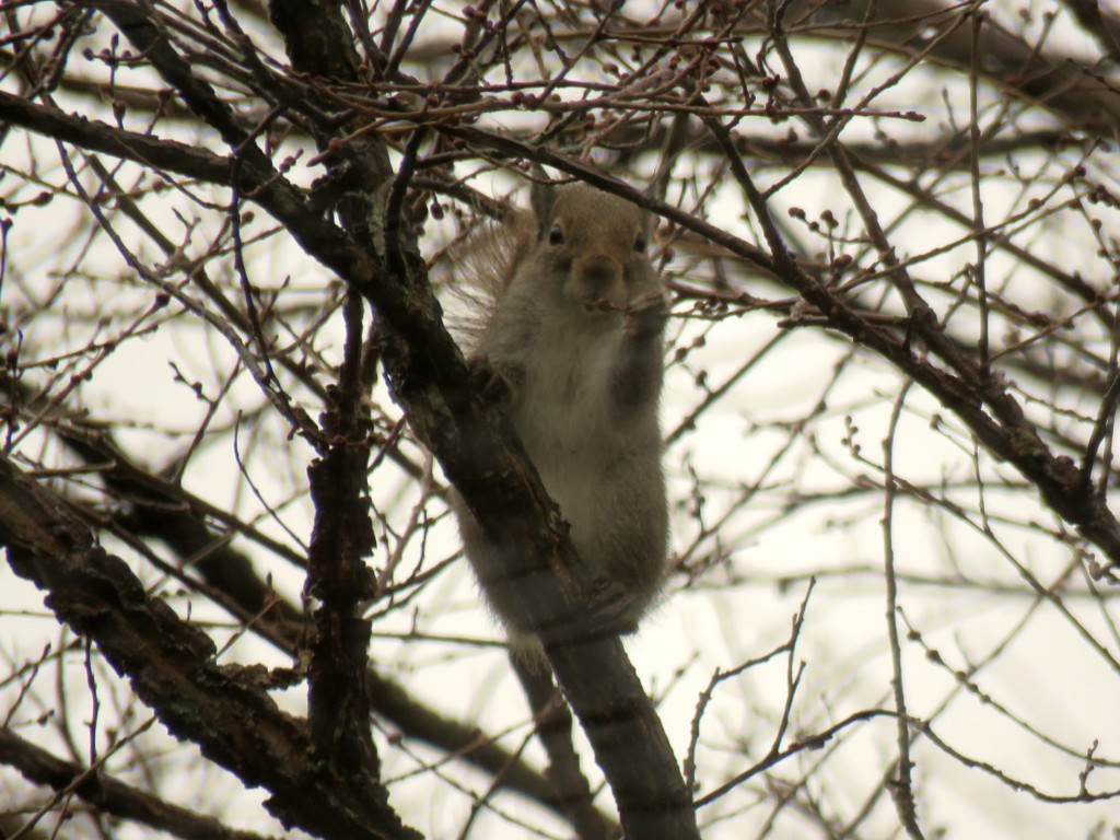 ﾊﾙﾆﾚの新芽を食べる