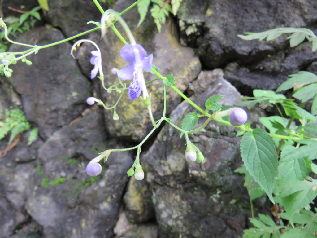 ユニークな花