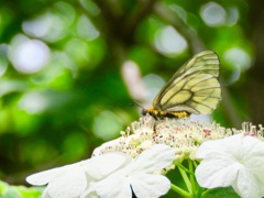 カンボクの花