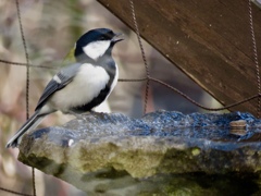 水を飲むシジュウカラ