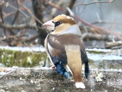 雪の中のシメ②
