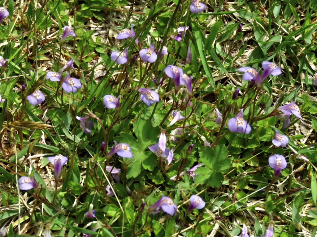 紫色の小さな花