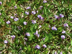 紫色の小さな花