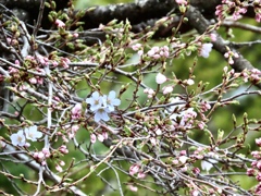 ついに開花