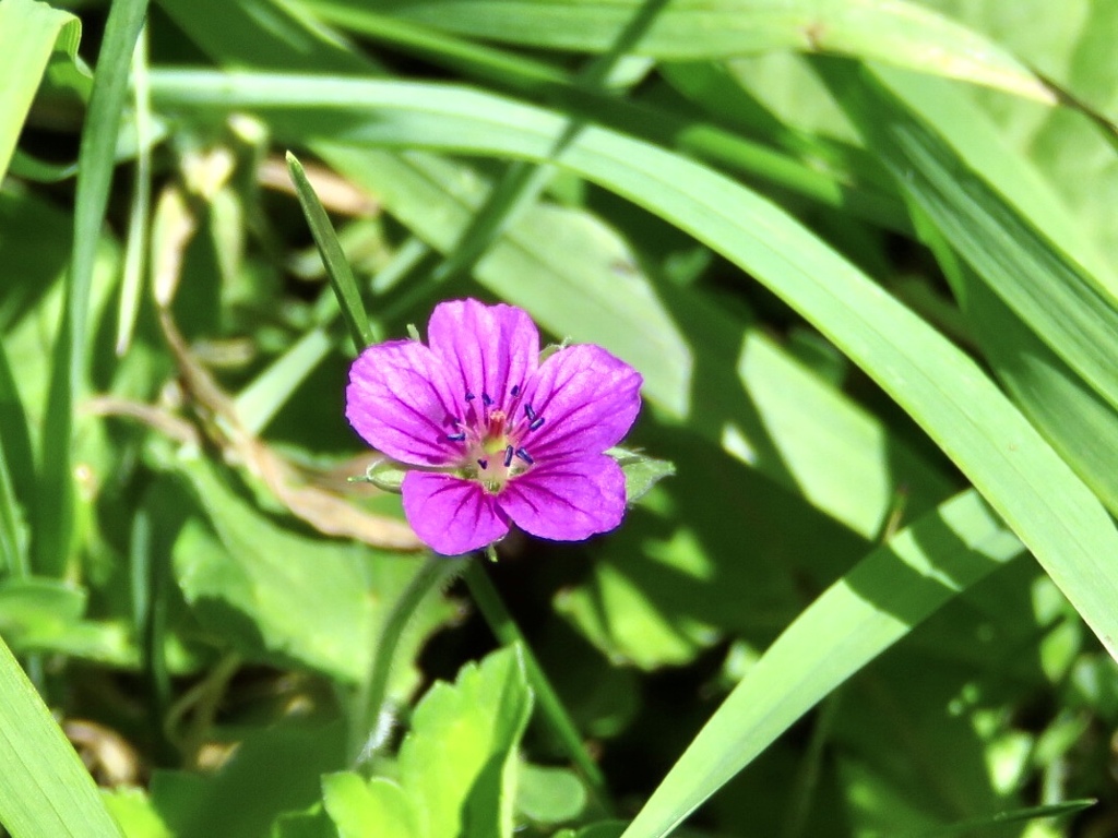 ゲンノショウコ赤花