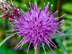 アザミの花