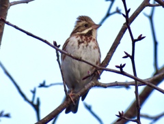 カシラダカのオス