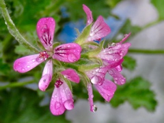 雨の庭5