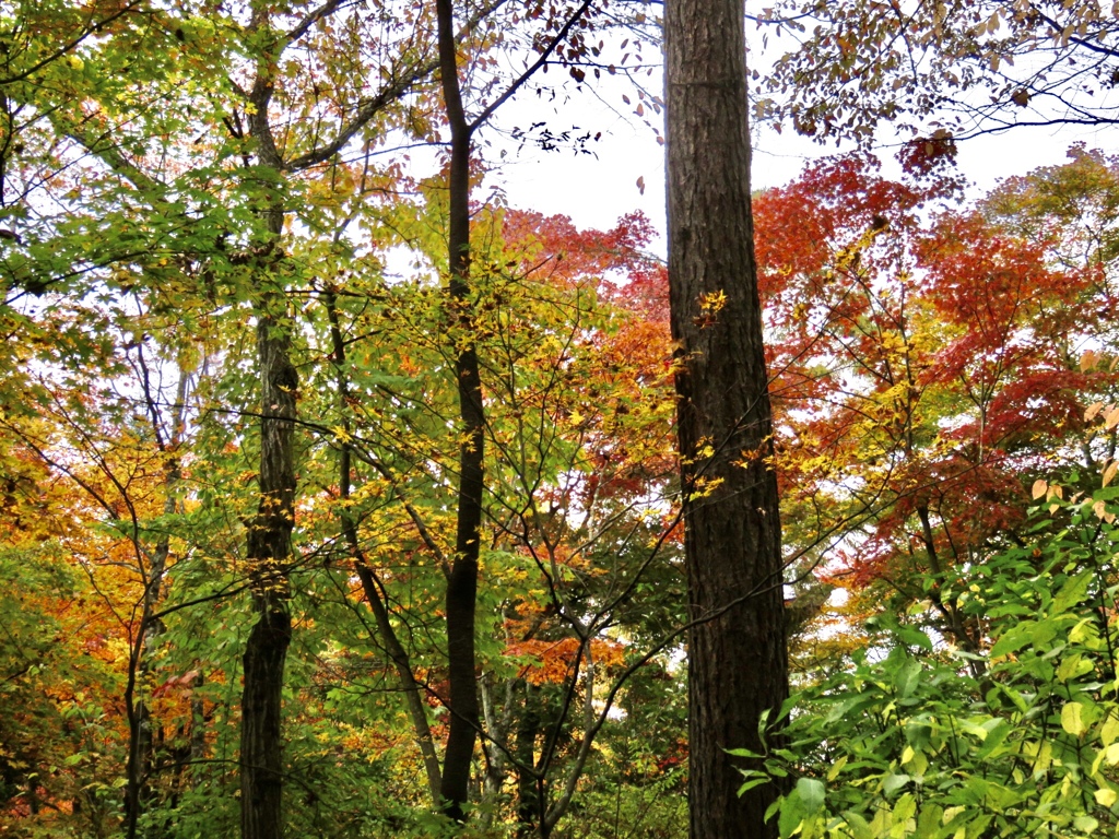 湯川遊歩道の紅葉3