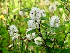 これは何の花？