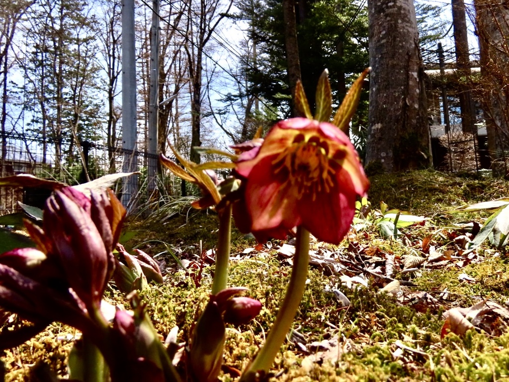 庭の花1