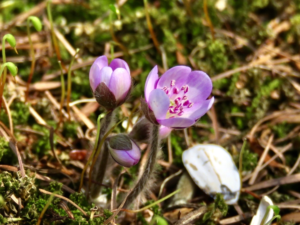 庭の花5