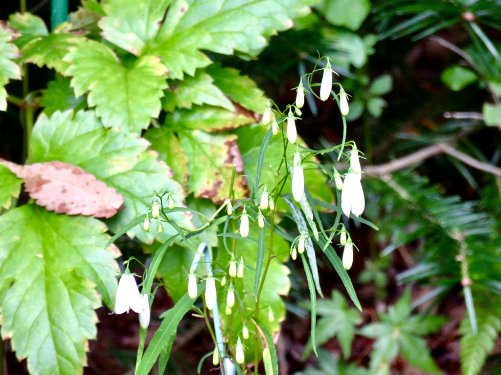 イワシャジン白花