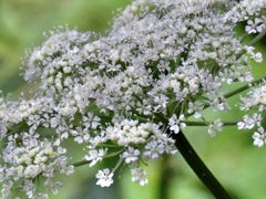 センキュウの花