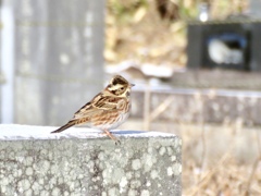 カシラダカもご挨拶
