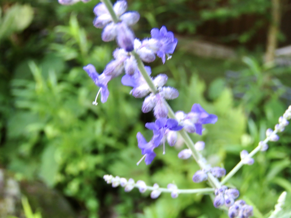 ロシアンセージ