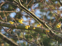 やっと開花