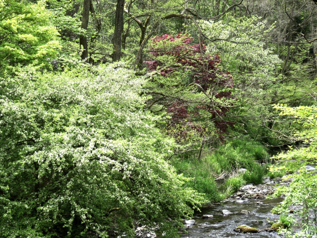 この時期の花