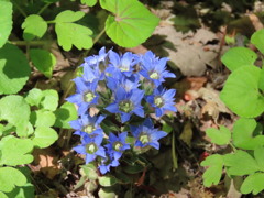 フデリンドウの花束