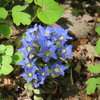 フデリンドウの花束