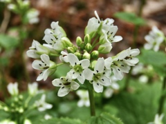 葉ワサビの花