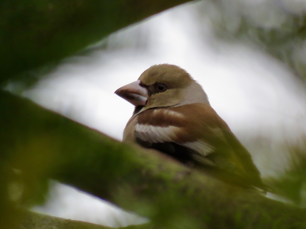 葉陰の隙間から