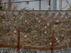 群雀