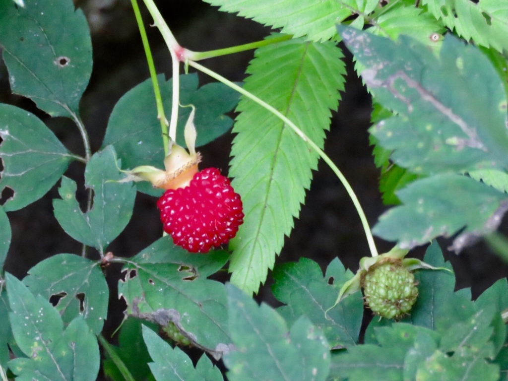 バライチゴの実