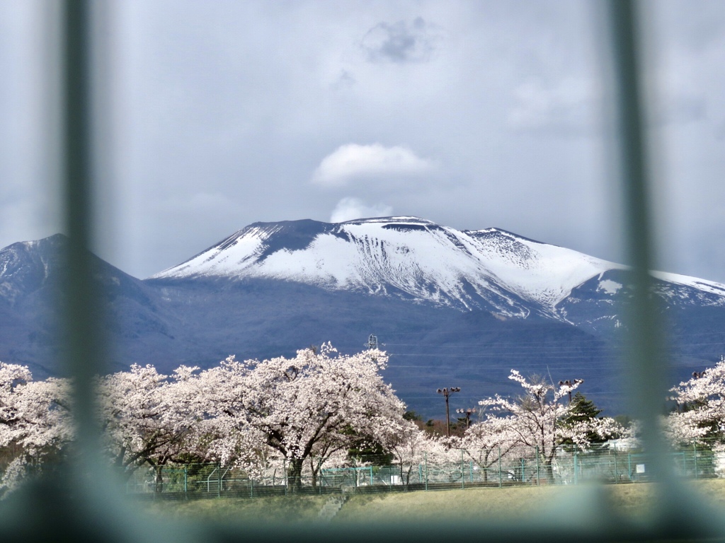 桜と浅間山