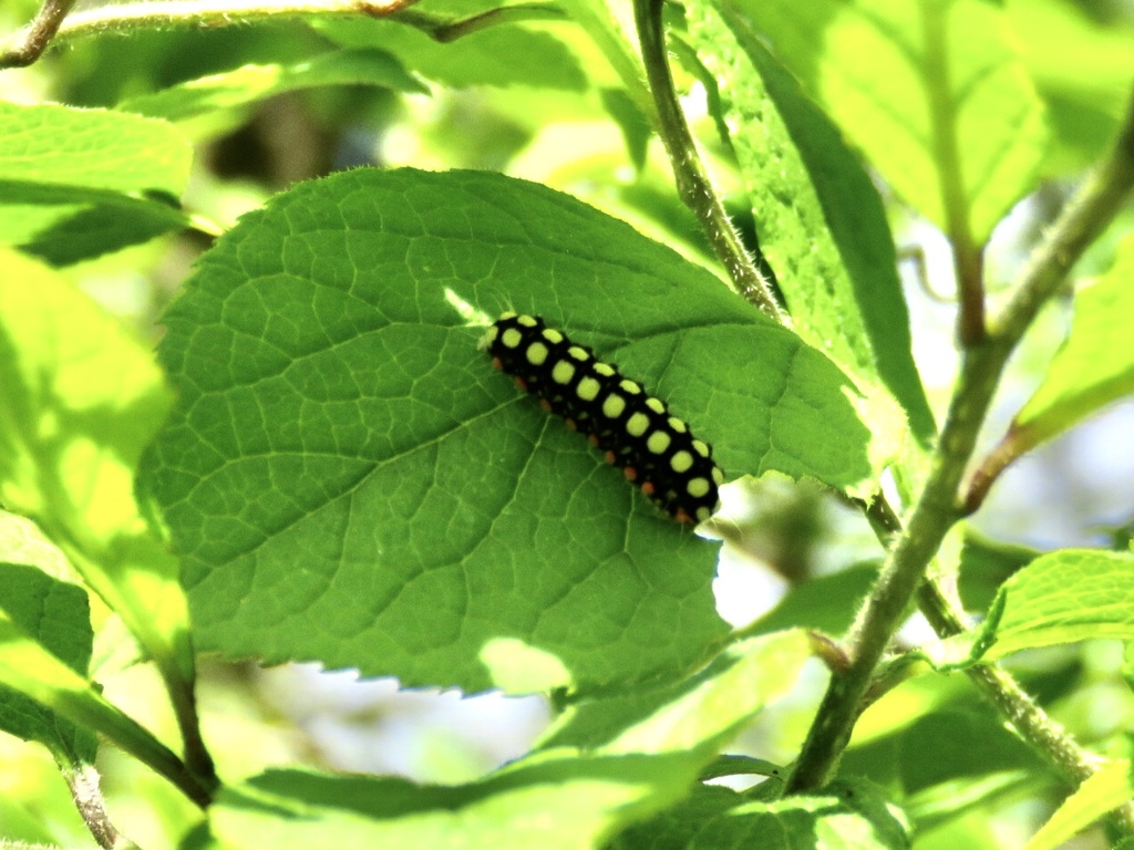 サワフタギの害虫
