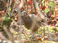 庭にやってきた②