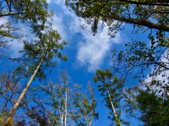 樹間の青空