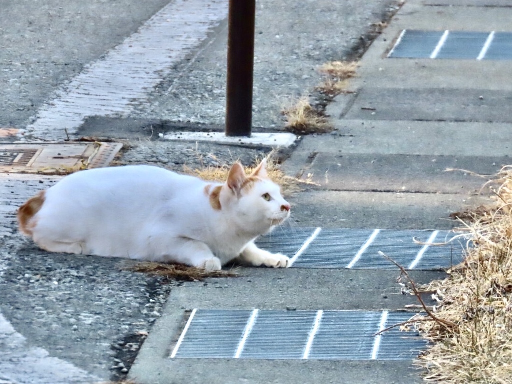 今日は猫の日