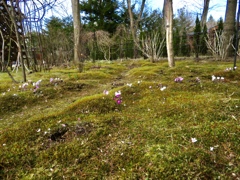 庭の雪割草5