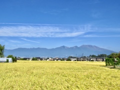 稲穂の先に浅間連峰