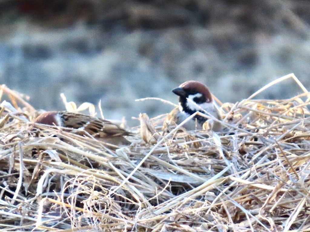 スズメ2