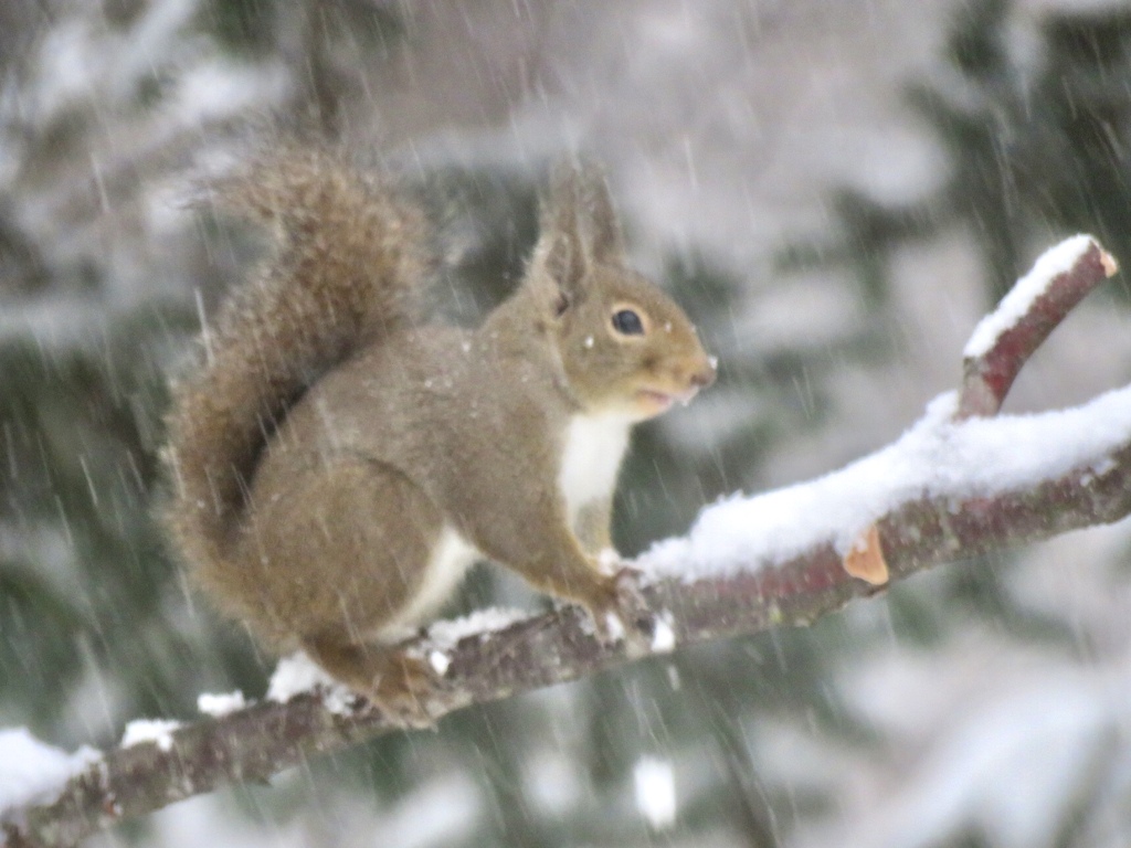 鼻先に雪