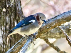 コムクドリ♂