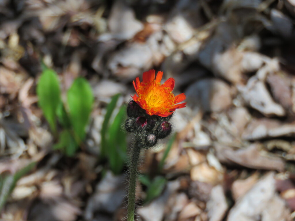 紅輪蒲公英