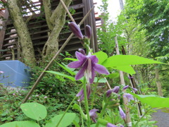 野生のギボウシ