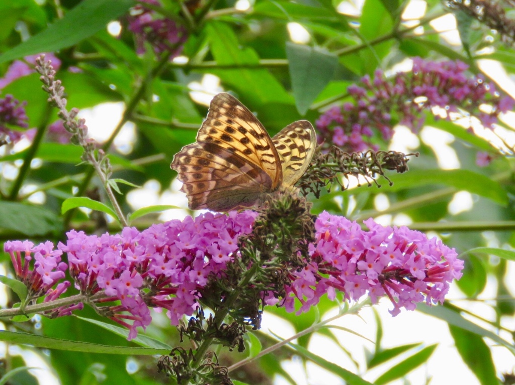 ヒョウモンチョウ