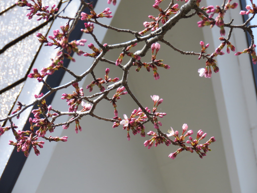 軽井沢の桜5